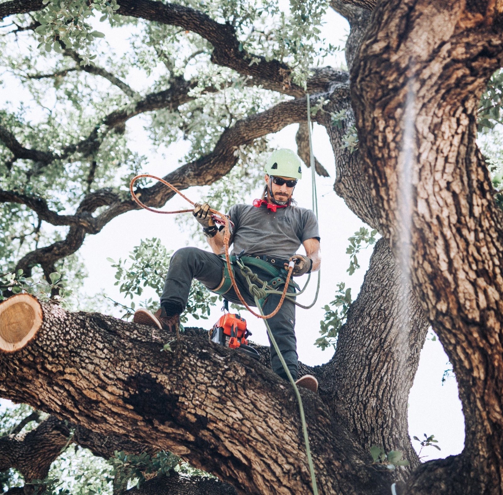 Bramel Harrison roped into the canopy of a Central Texas live oak with a chainsaw on his harness