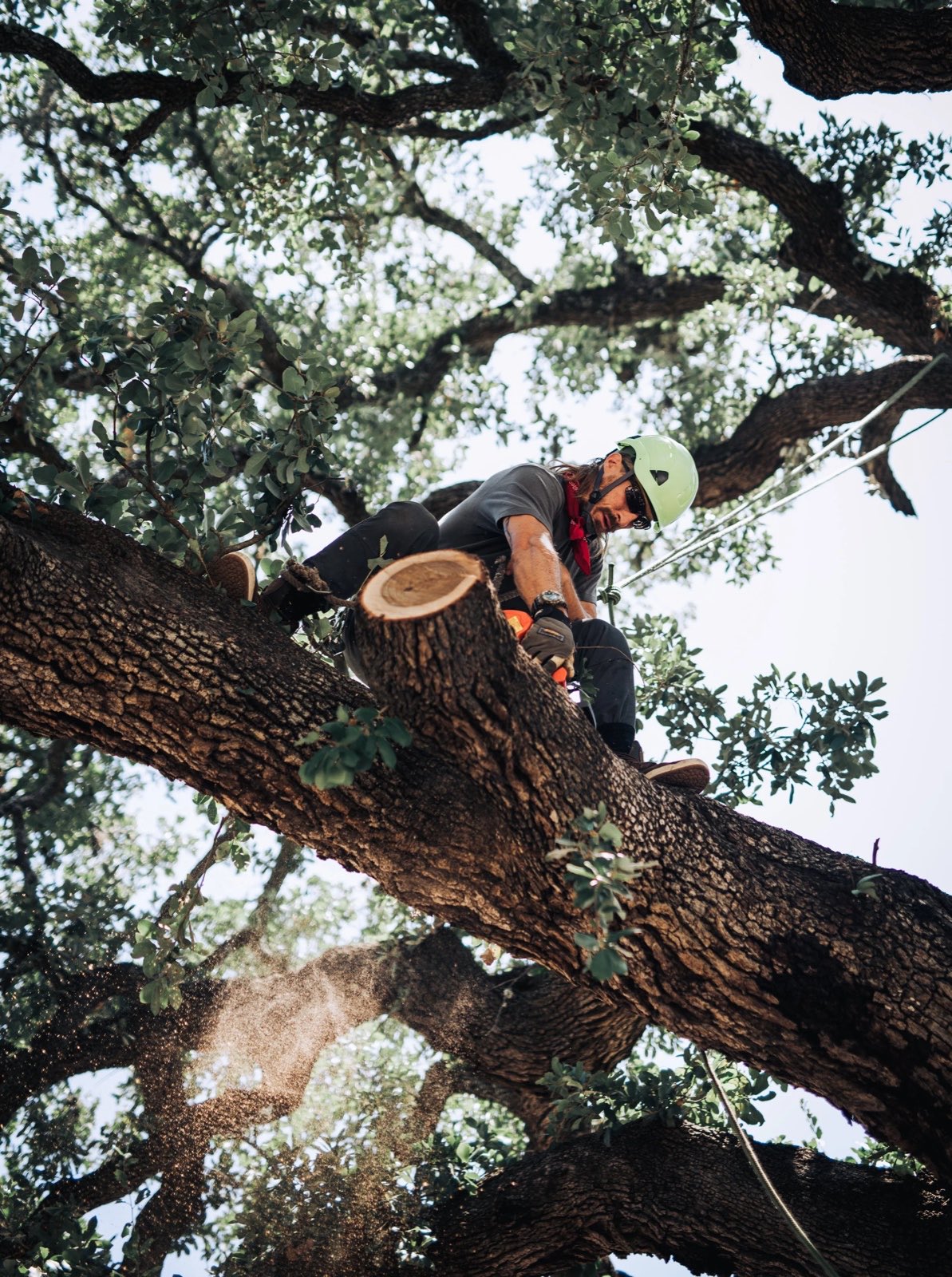 A cut limb dropping away from a live oak canopy during a trim in Central Texas