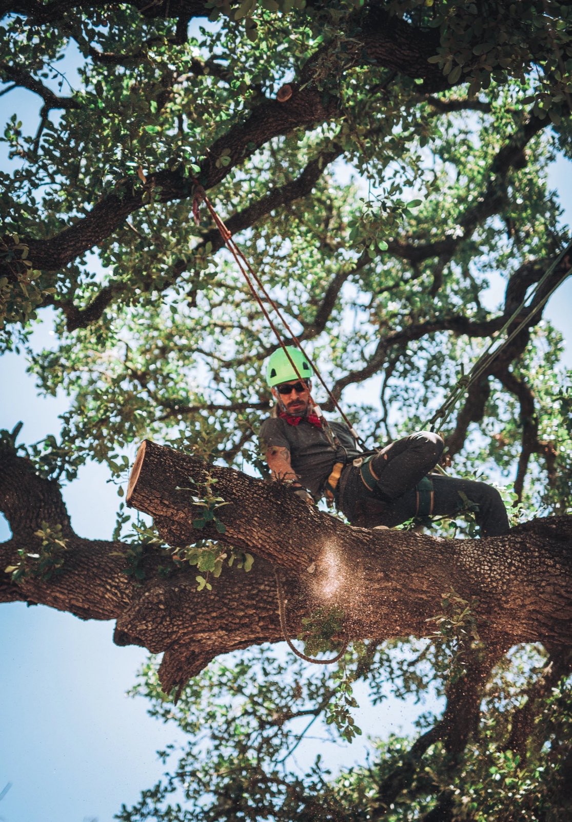 A Central Texas live oak canopy being pruned, showing clean cuts and retained natural shape